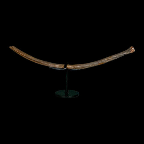 10.2" Ice Age Deer Fossil Rib Bone Pleistocene Epoch 2.58 Million Year Old Stand - Fossil Age Minerals