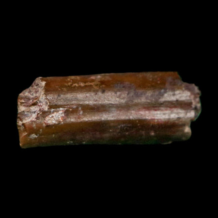 0.5" Dimetrodon Sail Spine Bone Fossil Permian Age Waurika Oklahoma COA, Display