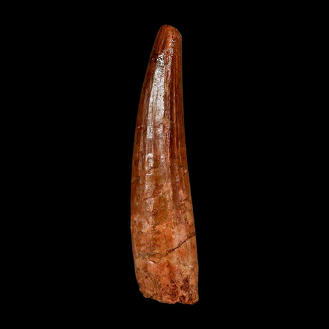 2" Spinosaurus Fossil Tooth 100 Million Years Old Cretaceous Dinosaur COA Stand