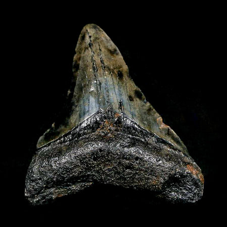2.3" Quality Megalodon Shark Tooth Serrated Fossil Natural Miocene Age COA
