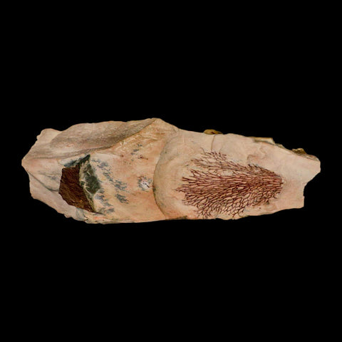 6.3" Fenestella Fossil Bryozoan Moss Animal Upper Ordovician Age Macao Portugal - Fossil Age Minerals