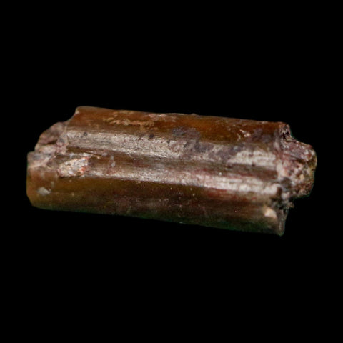 0.5" Dimetrodon Sail Spine Bone Fossil Permian Age Waurika Oklahoma COA, Display - Fossil Age Minerals