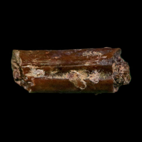 0.5" Dimetrodon Sail Spine Bone Fossil Permian Age Waurika Oklahoma COA, Display - Fossil Age Minerals