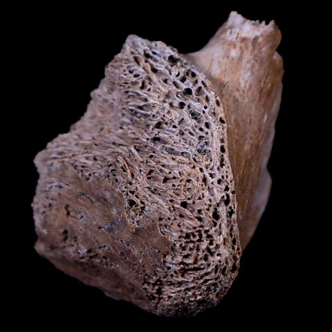 0.9" Corythosaurus Fossil Bone Judith River FM MT Cretaceous Dinosaur COA, Stand - Fossil Age Minerals