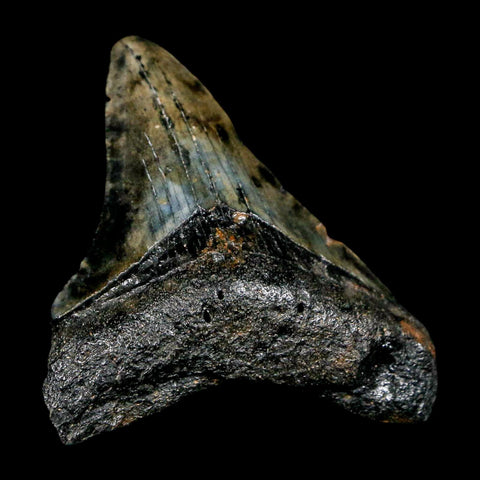 2.3" Quality Megalodon Shark Tooth Serrated Fossil Natural Miocene Age COA - Fossil Age Minerals