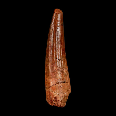 2" Spinosaurus Fossil Tooth 100 Million Years Old Cretaceous Dinosaur COA Stand