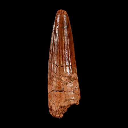 2" Spinosaurus Fossil Tooth 100 Million Years Old Cretaceous Dinosaur COA Stand