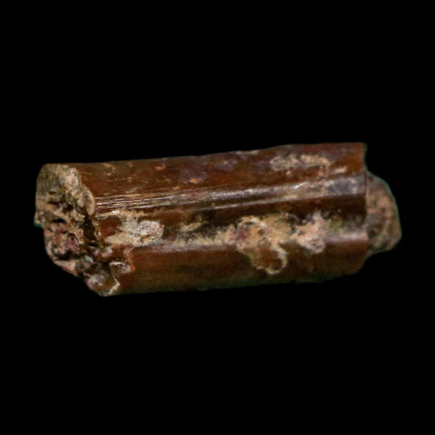 0.5" Dimetrodon Sail Spine Bone Fossil Permian Age Waurika Oklahoma COA, Display - Fossil Age Minerals