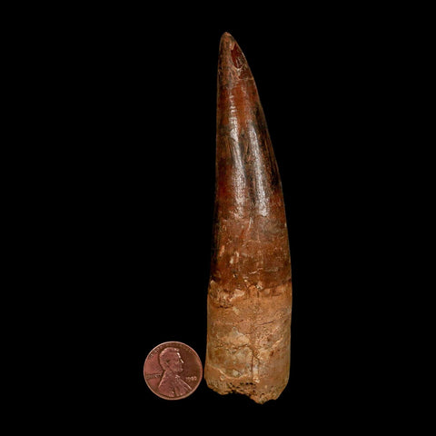 XXL 4.5" Spinosaurus Fossil Tooth 100 Million Years Old Cretaceous Dinosaur COA