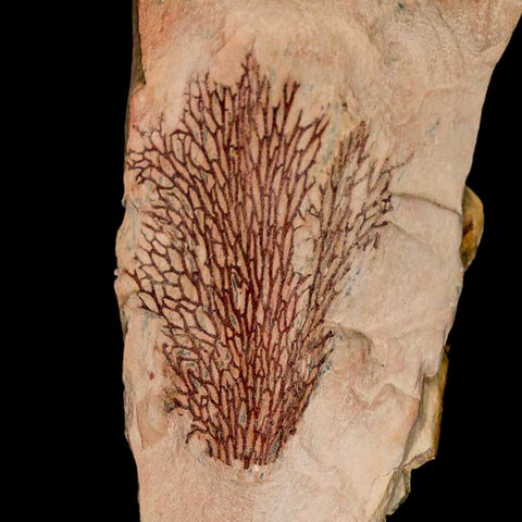 6.3" Fenestella Fossil Bryozoan Moss Animal Upper Ordovician Age Macao Portugal - Fossil Age Minerals
