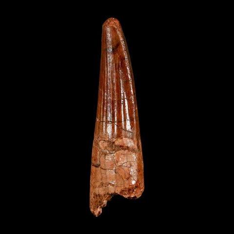 2" Spinosaurus Fossil Tooth 100 Million Years Old Cretaceous Dinosaur COA Stand