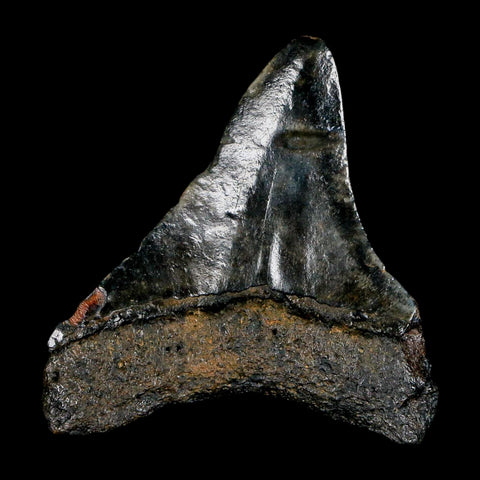 2.3" Quality Megalodon Shark Tooth Serrated Fossil Natural Miocene Age COA - Fossil Age Minerals