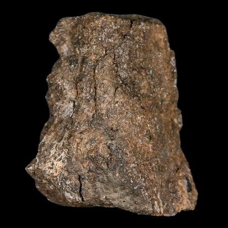 2.4" Lambeosaurus Fossil Bone Judith River FM Montana Cretaceous Dinosaur COA