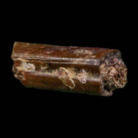 0.5" Dimetrodon Sail Spine Bone Fossil Permian Age Waurika Oklahoma COA, Display