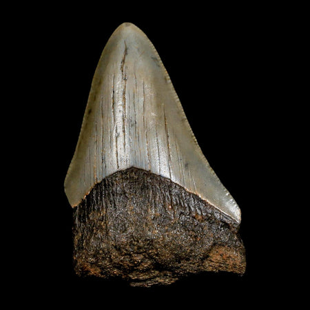 2.5" Quality Megalodon Shark Tooth Serrated Fossil Natural Miocene Age COA
