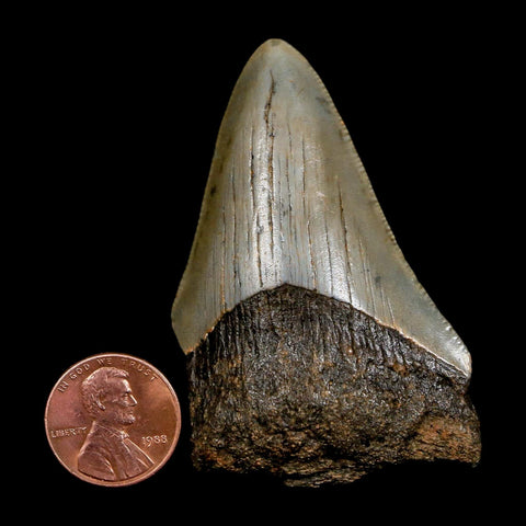 2.5" Quality Megalodon Shark Tooth Serrated Fossil Natural Miocene Age COA - Fossil Age Minerals