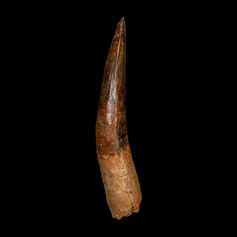 XXL 4.5" Spinosaurus Fossil Tooth 100 Million Years Old Cretaceous Dinosaur COA