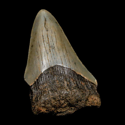 2.5" Quality Megalodon Shark Tooth Serrated Fossil Natural Miocene Age COA - Fossil Age Minerals