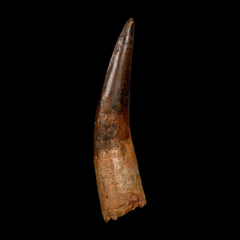 XXL 4.5" Spinosaurus Fossil Tooth 100 Million Years Old Cretaceous Dinosaur COA