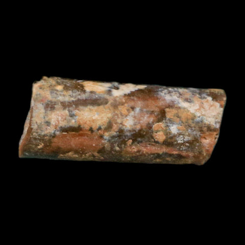 0.4" Dimetrodon Sail Spine Bone Fossil Permian Age Waurika Oklahoma COA, Display - Fossil Age Minerals