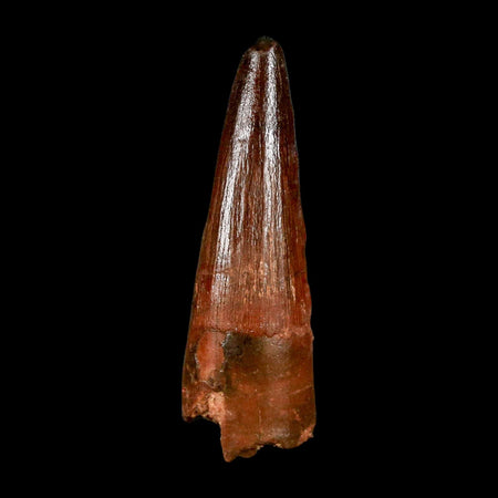 1.9" Spinosaurus Fossil Tooth 100 Million Years Old Cretaceous Dinosaur COA Stand