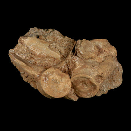 3 Three Plesiosaur Fossil Vertebrae In Matrix Cretaceous Dinosaur Era Morocco COA