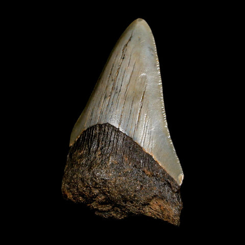 2.5" Quality Megalodon Shark Tooth Serrated Fossil Natural Miocene Age COA - Fossil Age Minerals
