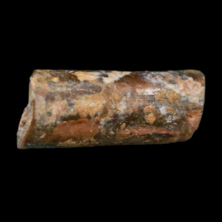 0.4" Dimetrodon Sail Spine Bone Fossil Permian Age Waurika Oklahoma COA, Display