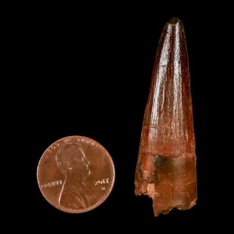 1.9" Spinosaurus Fossil Tooth 100 Million Years Old Cretaceous Dinosaur COA Stand