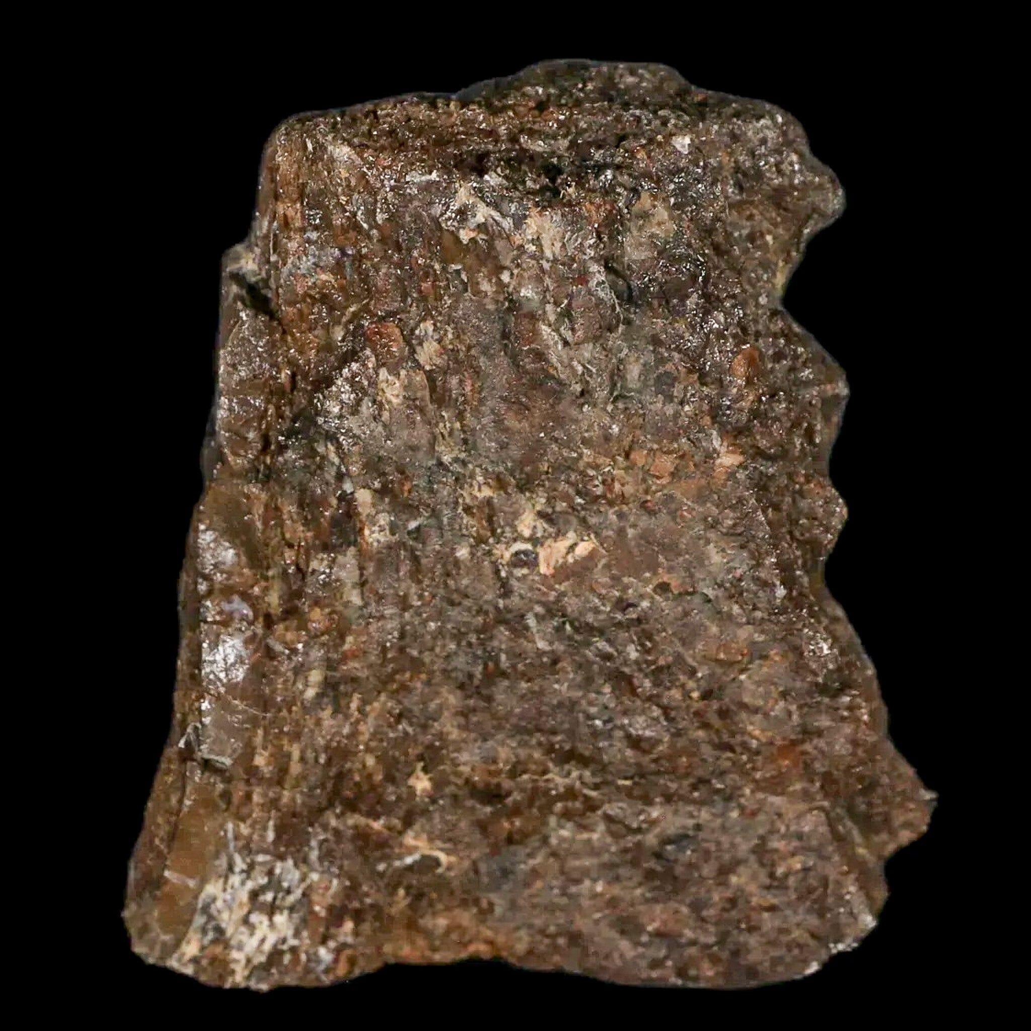 2.4" Lambeosaurus Fossil Bone Judith River FM Montana Cretaceous Dinosaur COA - Fossil Age Minerals
