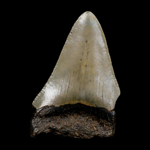 2.5" Quality Megalodon Shark Tooth Serrated Fossil Natural Miocene Age COA - Fossil Age Minerals