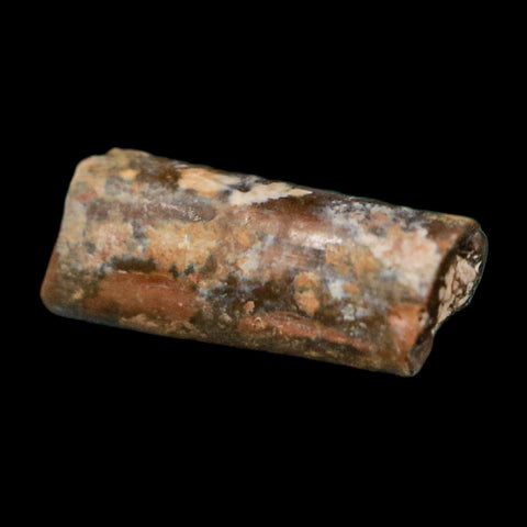 0.4" Dimetrodon Sail Spine Bone Fossil Permian Age Waurika Oklahoma COA, Display - Fossil Age Minerals
