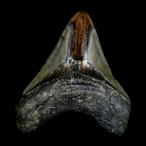 3.7" Quality Megalodon Shark Tooth Serrated Fossil Natural Miocene Age COA - Fossil Age Minerals