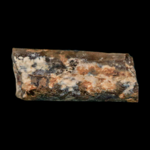 0.4" Dimetrodon Sail Spine Bone Fossil Permian Age Waurika Oklahoma COA, Display - Fossil Age Minerals