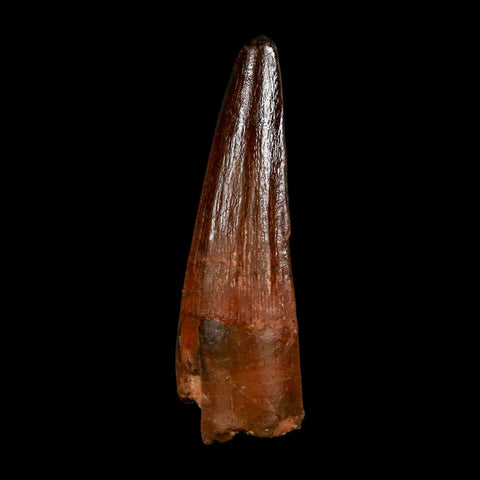 1.9" Spinosaurus Fossil Tooth 100 Million Years Old Cretaceous Dinosaur COA Stand