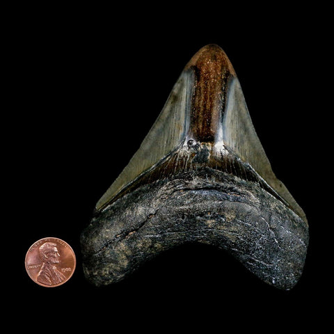 3.7" Quality Megalodon Shark Tooth Serrated Fossil Natural Miocene Age COA - Fossil Age Minerals