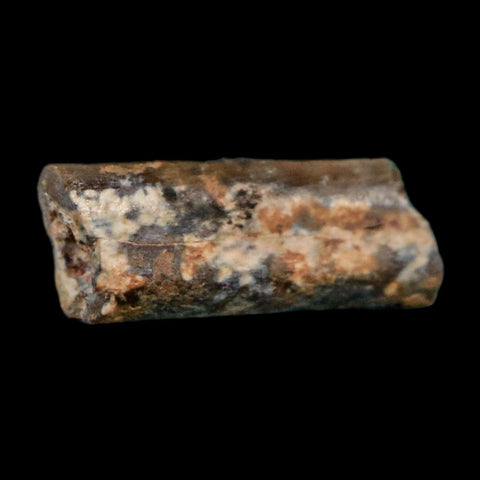 0.4" Dimetrodon Sail Spine Bone Fossil Permian Age Waurika Oklahoma COA, Display - Fossil Age Minerals