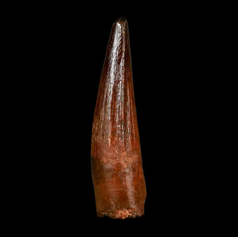 1.9" Spinosaurus Fossil Tooth 100 Million Years Old Cretaceous Dinosaur COA Stand