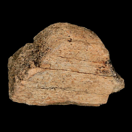 2.2" Lambeosaurus Fossil Bone Judith River FM Montana Cretaceous Dinosaur COA