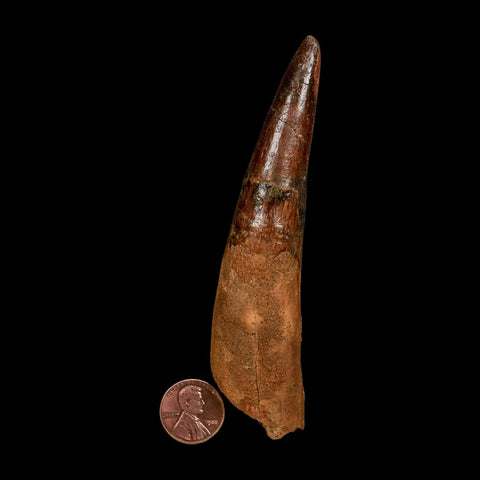 XXL 4.5" Spinosaurus Fossil Tooth 100 Million Years Old Cretaceous Dinosaur COA