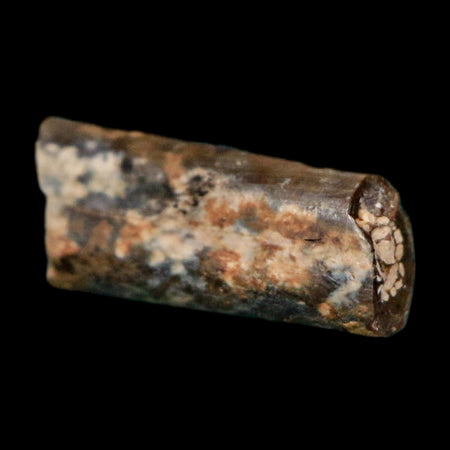 0.4" Dimetrodon Sail Spine Bone Fossil Permian Age Waurika Oklahoma COA, Display