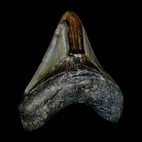 3.7" Quality Megalodon Shark Tooth Serrated Fossil Natural Miocene Age COA - Fossil Age Minerals