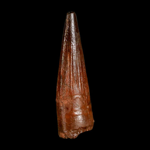 1.9" Spinosaurus Fossil Tooth 100 Million Years Old Cretaceous Dinosaur COA Stand
