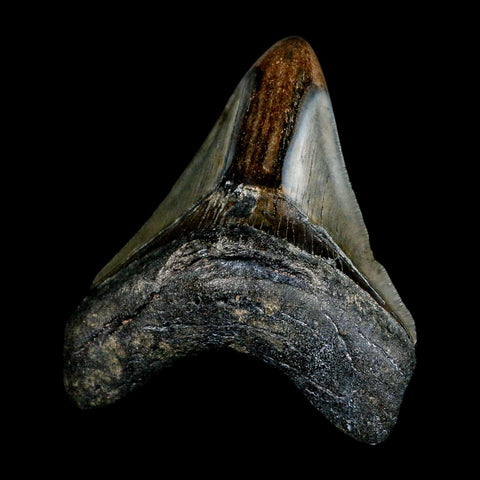 3.7" Quality Megalodon Shark Tooth Serrated Fossil Natural Miocene Age COA - Fossil Age Minerals