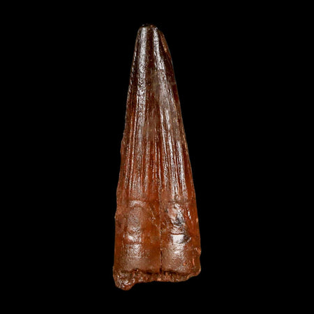 1.9" Spinosaurus Fossil Tooth 100 Million Years Old Cretaceous Dinosaur COA Stand