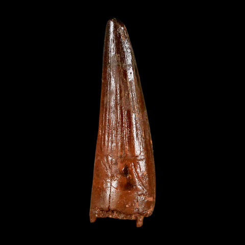 1.9" Spinosaurus Fossil Tooth 100 Million Years Old Cretaceous Dinosaur COA Stand