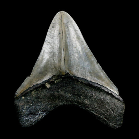 3.7" Quality Megalodon Shark Tooth Serrated Fossil Natural Miocene Age COA - Fossil Age Minerals