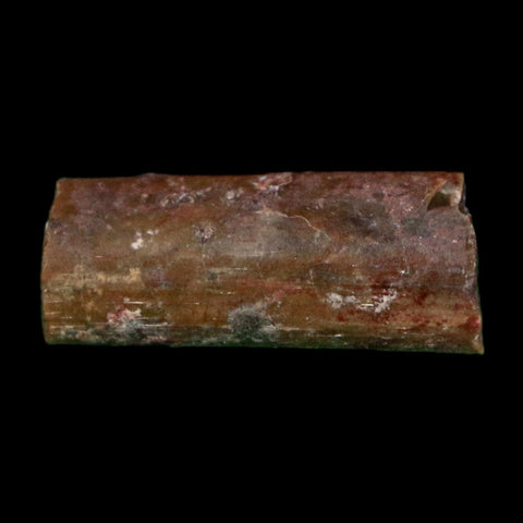 0.4" Dimetrodon Sail Spine Bone Fossil Permian Age Waurika Oklahoma COA, Display - Fossil Age Minerals