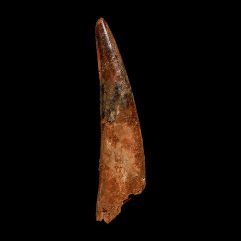 XXL 4.5" Spinosaurus Fossil Tooth 100 Million Years Old Cretaceous Dinosaur COA