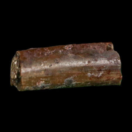 0.4" Dimetrodon Sail Spine Bone Fossil Permian Age Waurika Oklahoma COA, Display